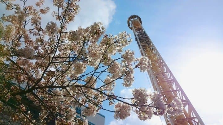 hanayashiki cherry blossoms