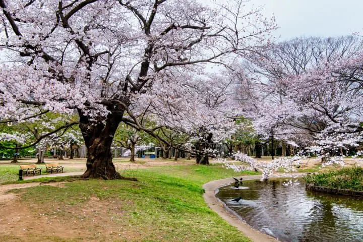 yoyogi park cherry blossoms