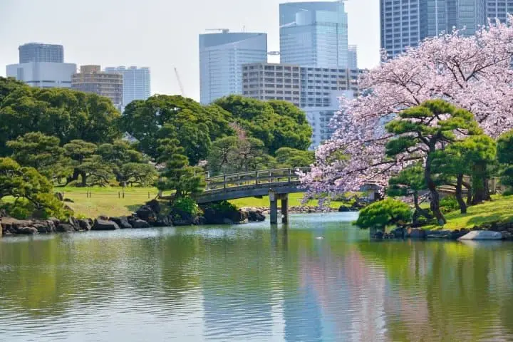 hamarikyu gardens cherry blossoms