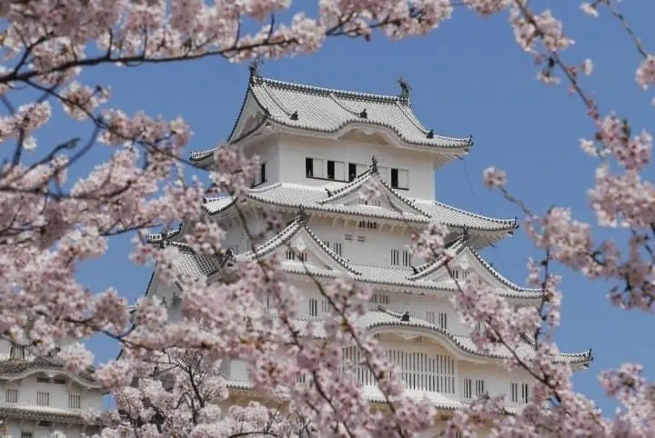 himeji castle sakura