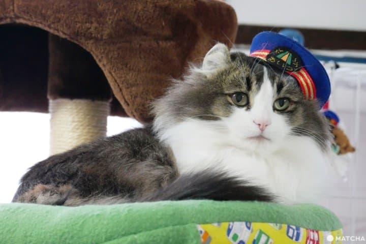 Ashinomaki Onsen Station Cat Station Master Love