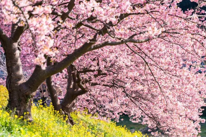 Why Does Japan Love Sakura? All About The Floral Symbol Of Spring