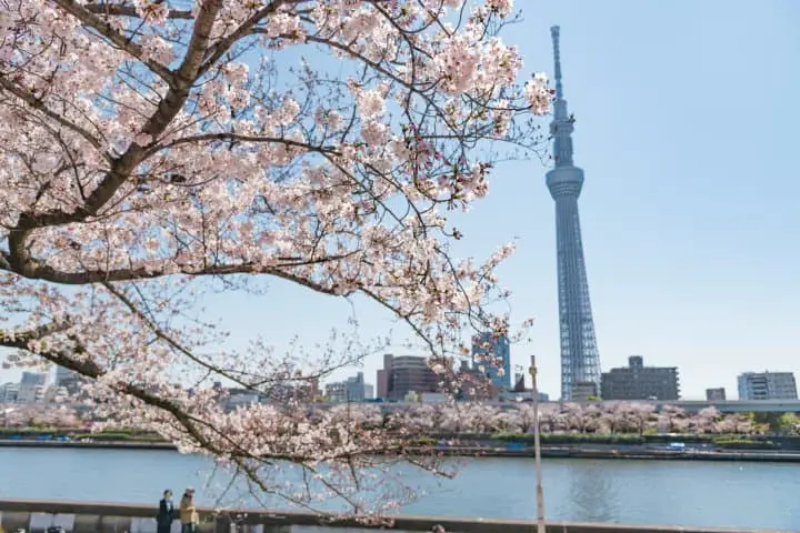 東京櫻花賞櫻_淺草隅田川隅田公園