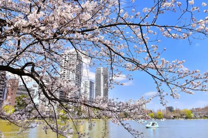 東京櫻花賞櫻_上野公園
