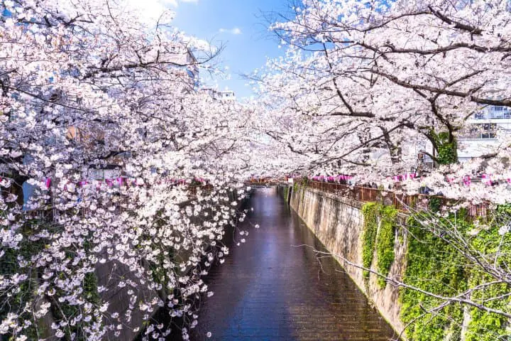 東京櫻花賞櫻_目黑川
