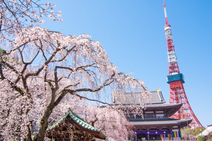 東京櫻花賞櫻_芝公園