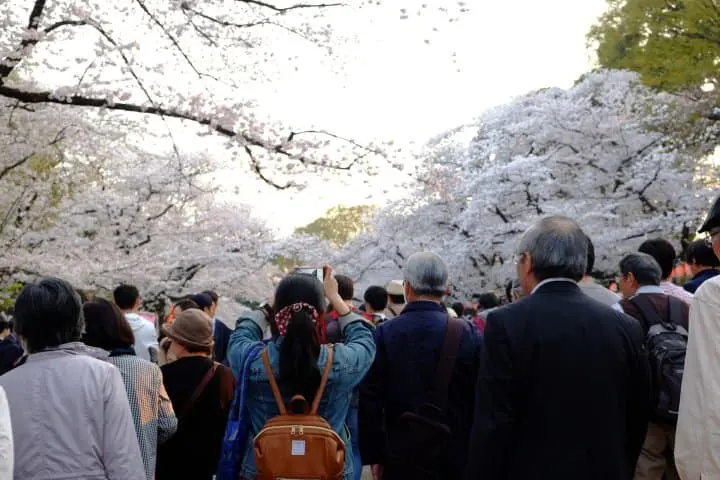東京櫻花賞櫻_上野公園