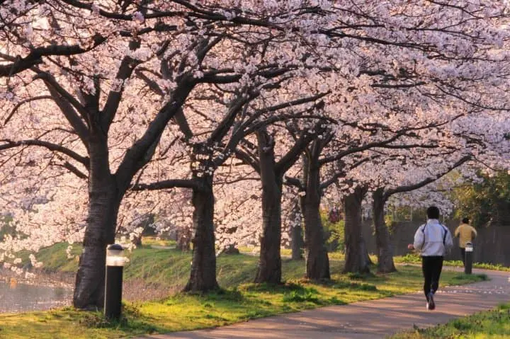 東京櫻花賞櫻_路跑慢跑熱身