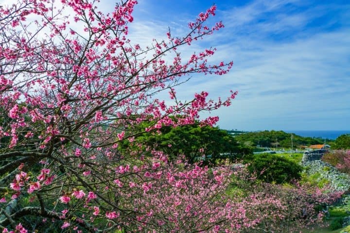 ไปดูซากุระที่บานเร็วที่สุดในญี่ปุ่นกัน! 5 เทศกาลซากุระในโอกินาว่า ปี 2020 (Okinawa)