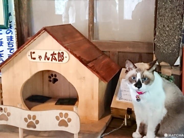 鹿兒島特色火車,沿著櫻島火山帶你走到百年車站 隼人之風