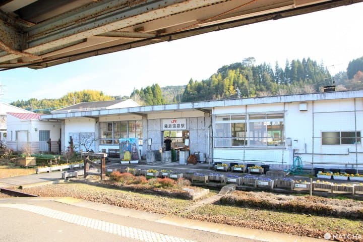 鹿兒島特色火車,沿著櫻島火山帶你走到百年車站 隼人之風