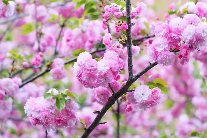 【大阪】關西賞櫻名所，百樣品種櫻花齊放「大阪造幣局」