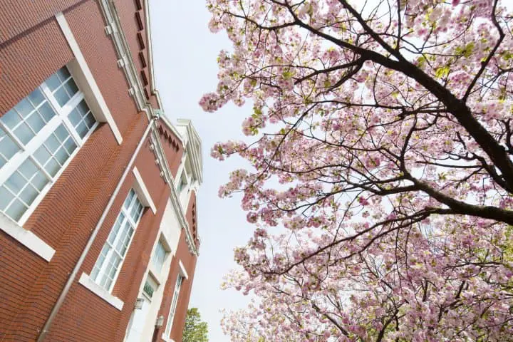 【大阪】關西賞櫻名所，百樣品種櫻花齊放「大阪造幣局」