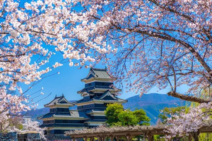 【2020長野賞櫻】國寶「松本城」賞櫻漫步城下町