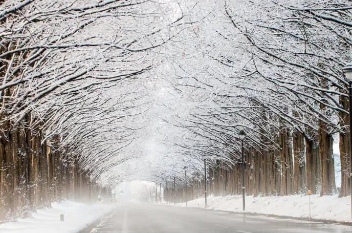 日本雪地自駕遊租車_注意事項_牧野高原水杉林蔭大道