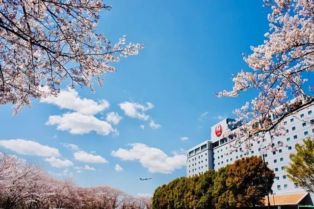 Sakura Desserts in and around Tokyo