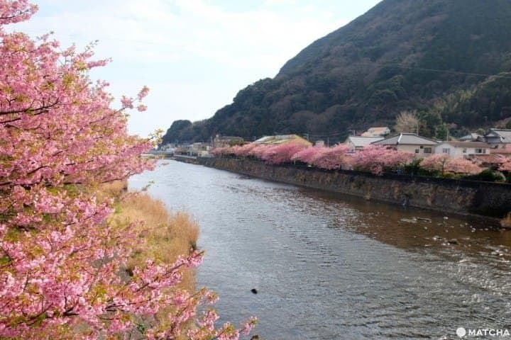 kawazu sakura