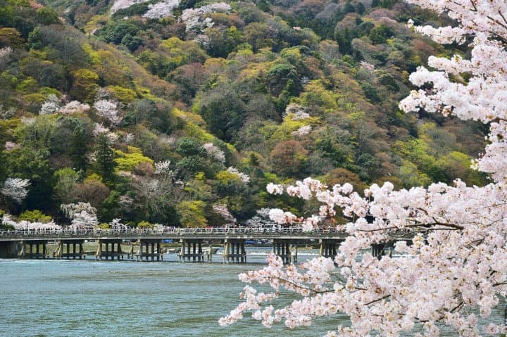 arashiyama cherry blossoms