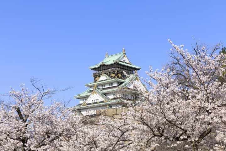 osaka castle cherry blossoms