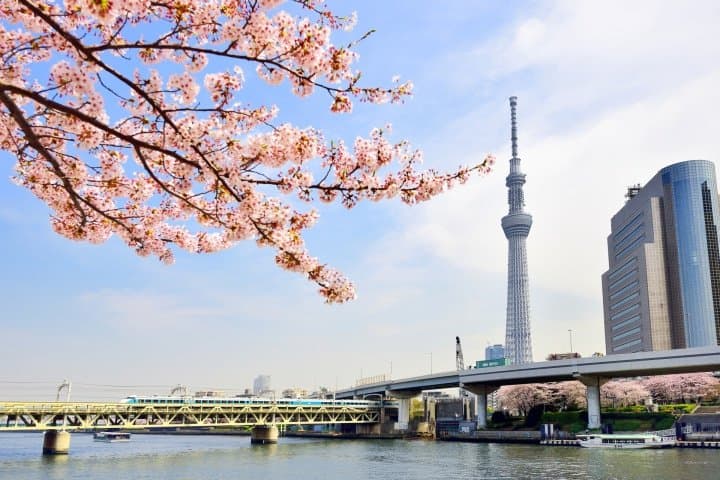 asakusa cherry blossoms