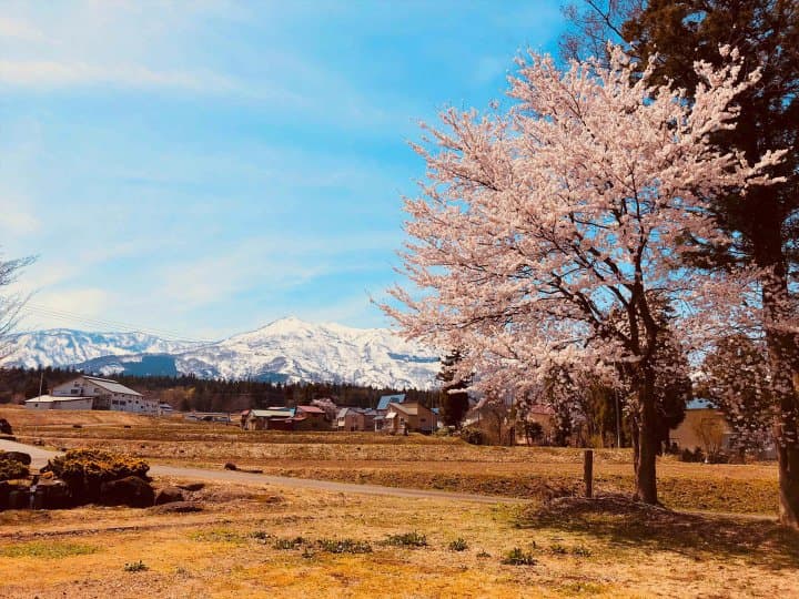雪郷 桜