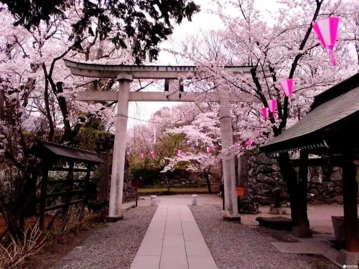 【長野】跋山涉水也願意！那些被藏起來的賞櫻秘境8選