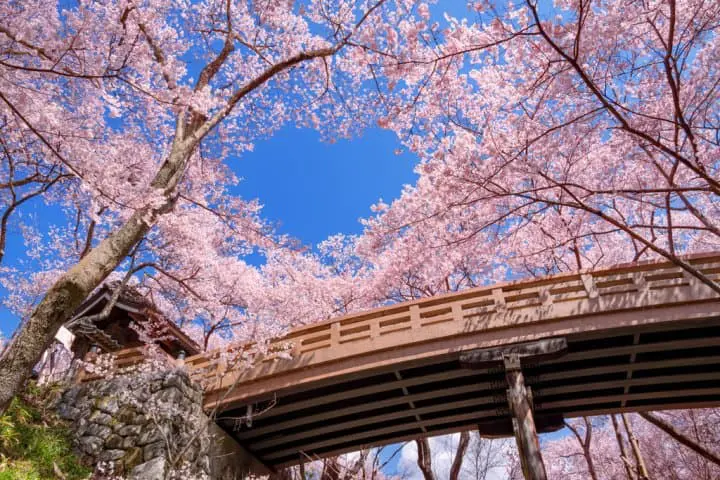 【長野】跋山涉水也願意！尋找那些被藏起來的賞櫻秘境8選