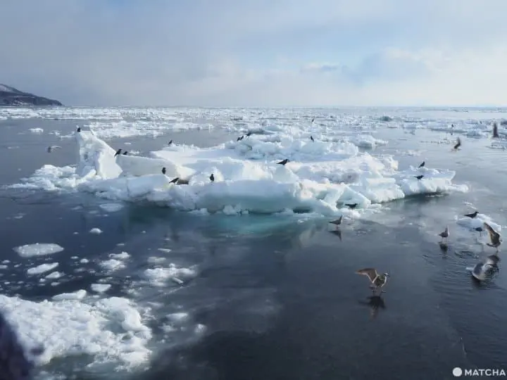 【北海道 羅臼】老鷹、流冰與初升的太陽，知床半島的冰與火之歌！