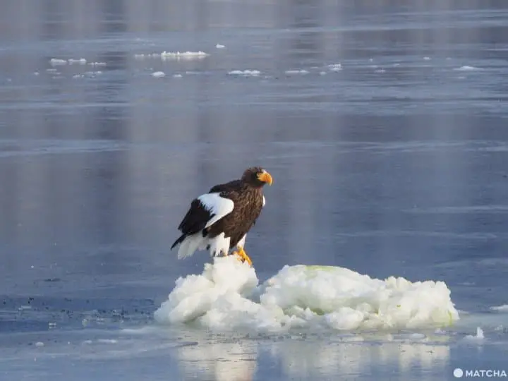 【北海道 羅臼】老鷹、流冰與初升的太陽，知床半島的冰與火之歌！