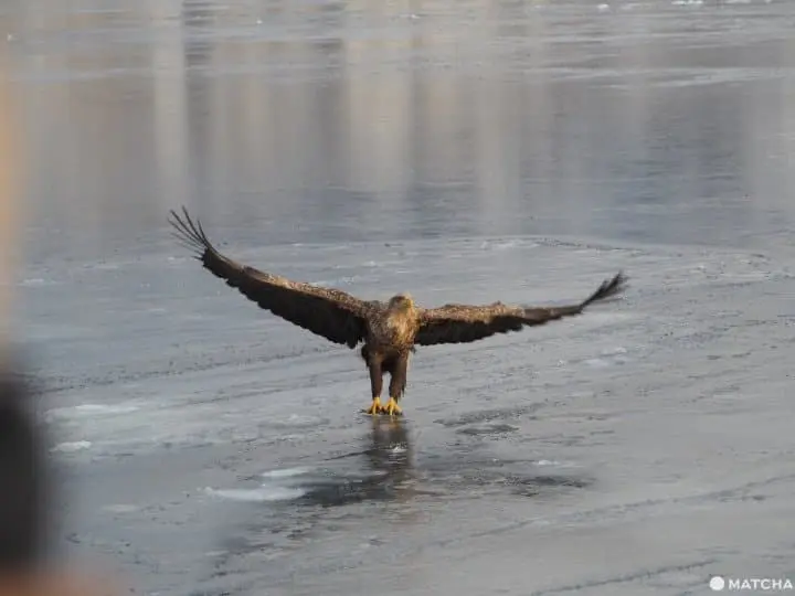 【北海道 羅臼】老鷹、流冰與初升的太陽，知床半島的冰與火之歌！