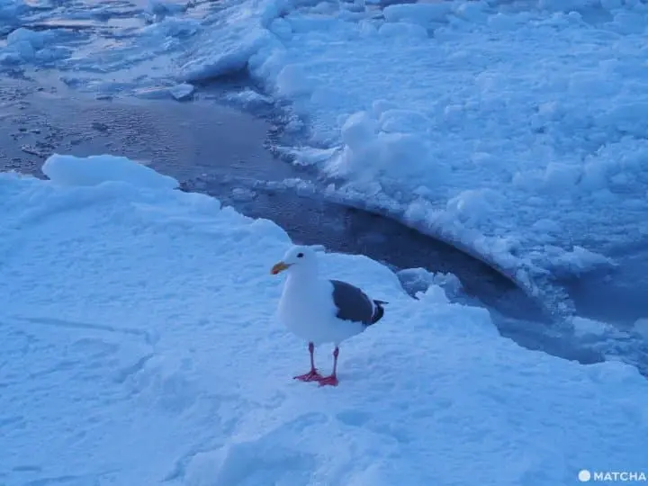 【北海道 羅臼】老鷹、流冰與初升的太陽，知床半島的冰與火之歌！
