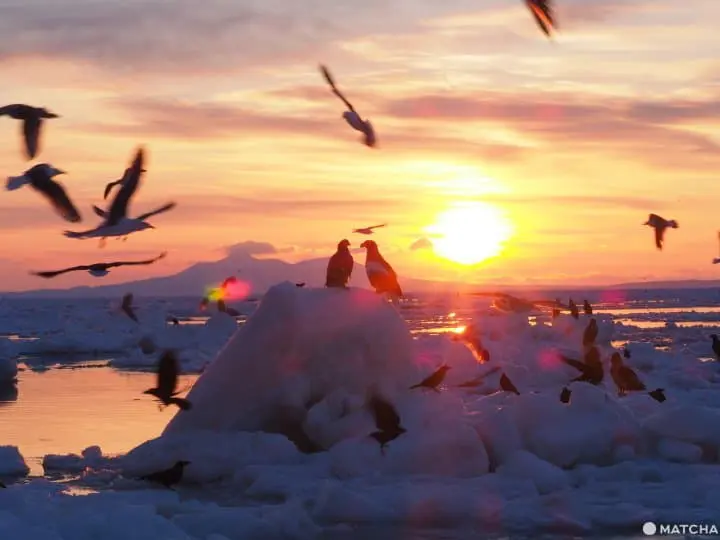 【北海道 羅臼】老鷹、流冰與初升的太陽，知床半島的冰與火之歌！