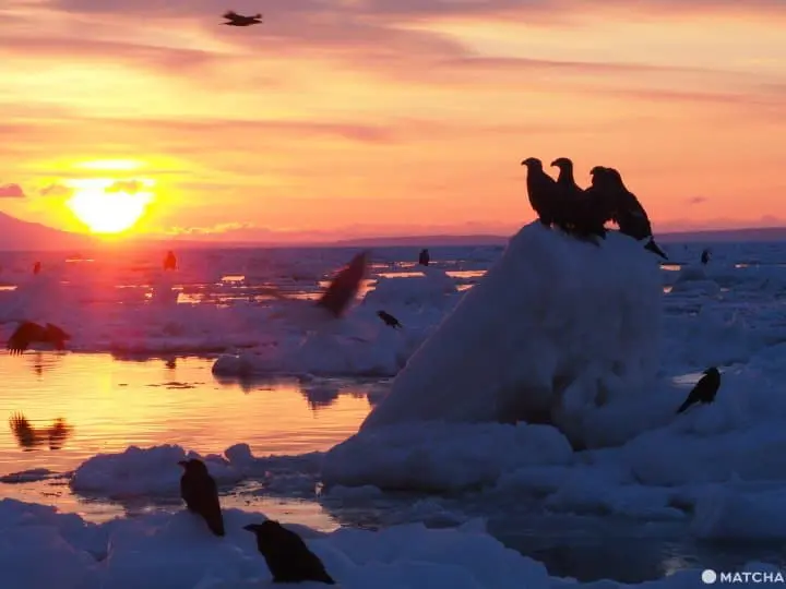 【北海道 羅臼】老鷹、流冰與初升的太陽，知床半島的冰與火之歌！