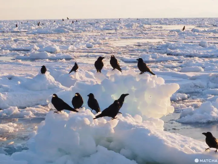 【北海道 羅臼】老鷹、流冰與初升的太陽，知床半島的冰與火之歌！