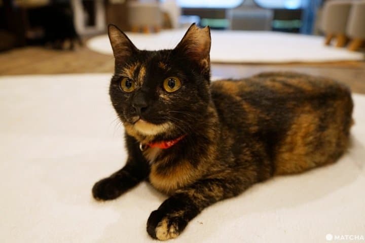 Osaka's Vegan Cat Cafe: Play With Rescue Cats At Neu