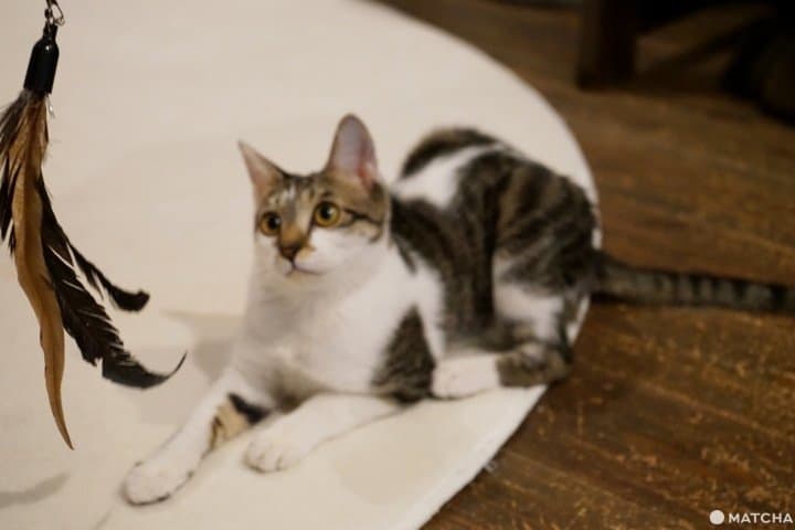 osaka ethical cat cafe