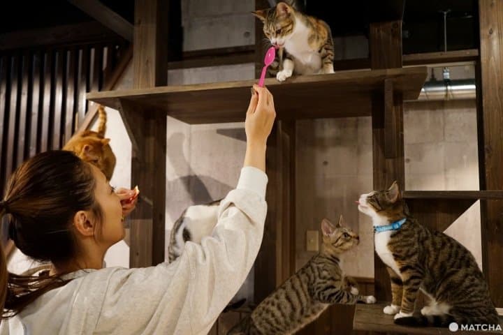 Osaka's Vegan Cat Cafe: Play With Rescue Cats At Neu
