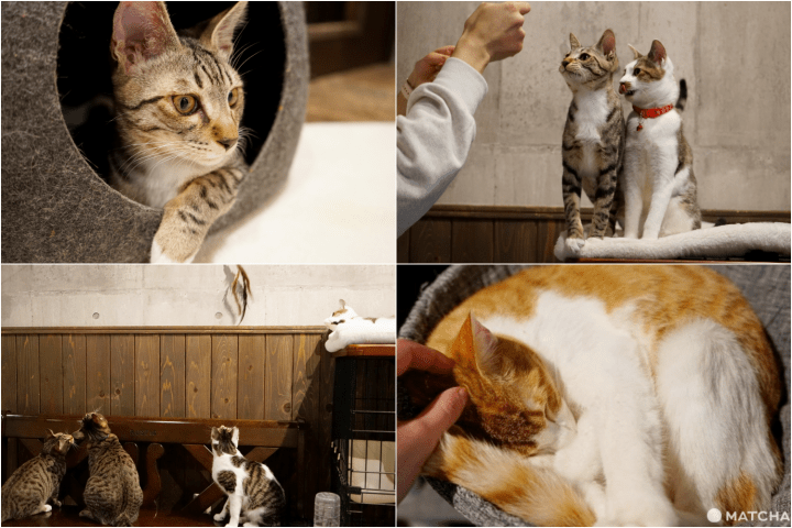 ethical cat cafe osaka