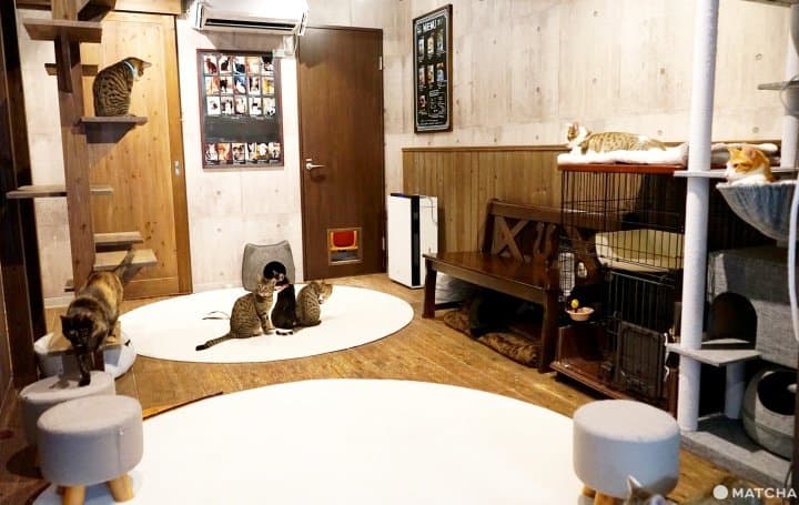 osaka cat cafe