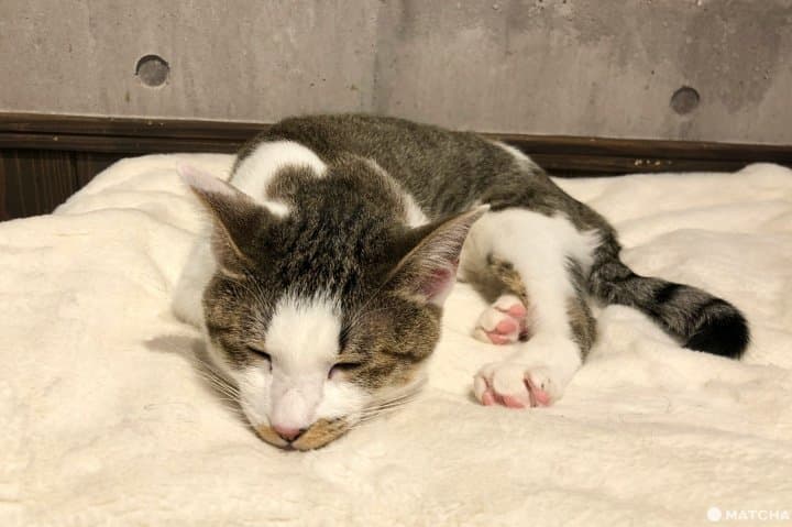 For Animal Lovers! Osaka's Vegan Rescue Cat Cafe, Neu