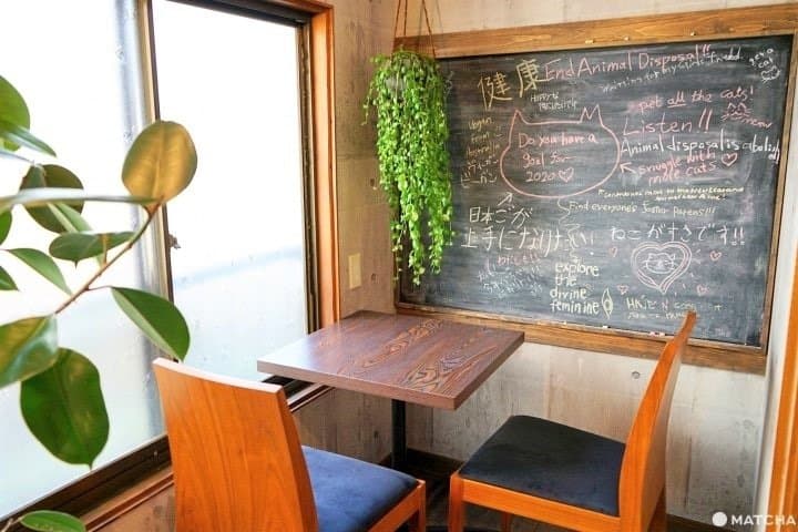 For Animal Lovers! Osaka's Vegan Rescue Cat Cafe, Neu