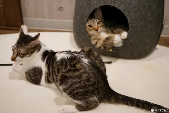 Great Vegan Restaurants In Osaka: Okonomiyaki, Sushi, And Local Dishes!