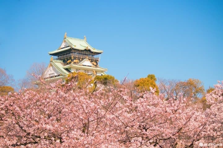 Top 10 địa điểm ngắm Sakura - hoa Anh đào nhất định phải đi ở Osaka