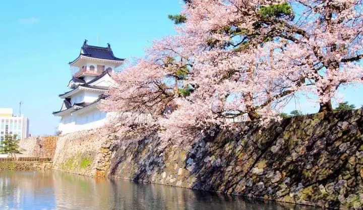 富山城 櫻花