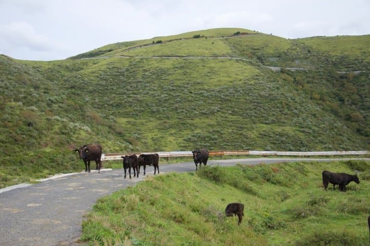 cows on chiburi
