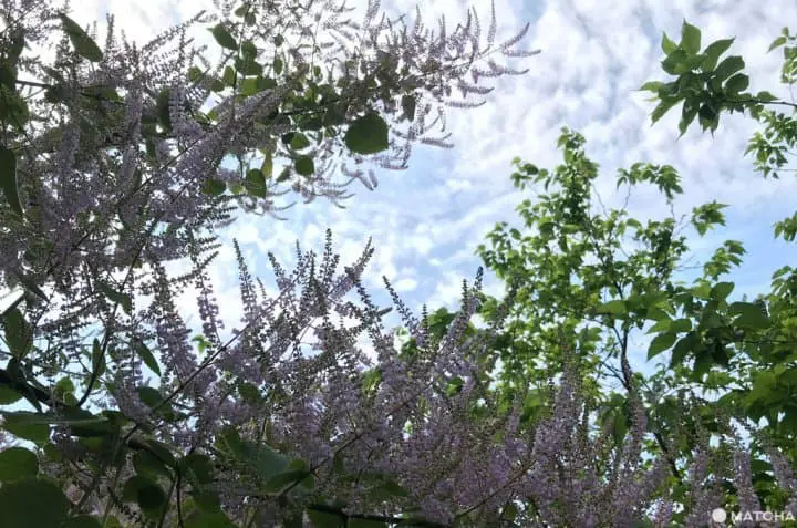 仰望天空的景色