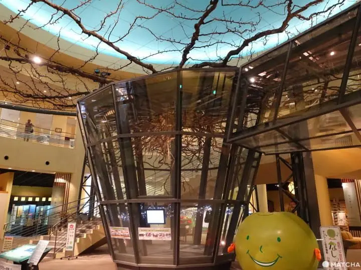 【鳥取】水果滿喫 果園親自摘梨 二十世紀梨記念館了解梨子栽種 