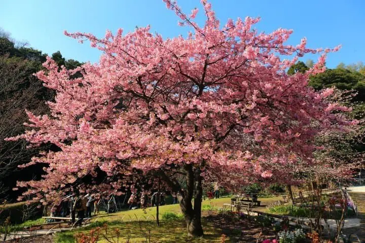 白野江植物公園