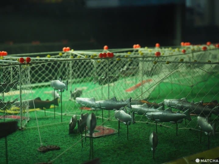 【北海道 根室】走入鮭魚的生命時光機「鮭魚科學館」