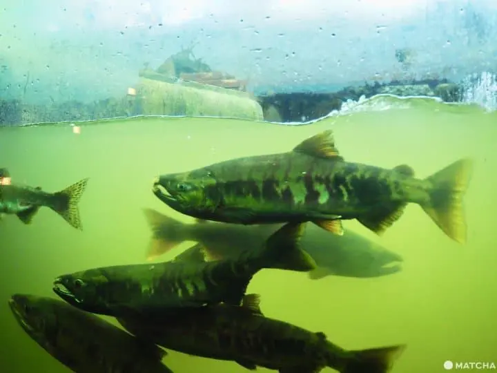【北海道 中標津】走入鮭魚的生命時光機。鮭魚科學博物館